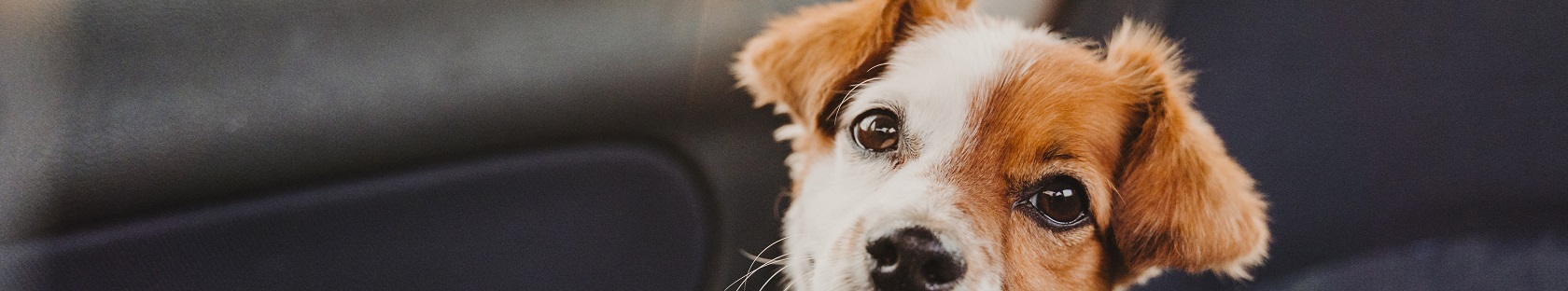 cute small jack russell dog in a car at sunset. Ready to travel. Traveling with pets concept Back light. Dog looking into camera